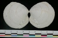 藏品(日本鏡文蛤)的圖片